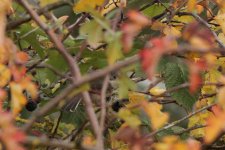 SYLCAN_20181008_Helgoland_ad-F_1.jpg