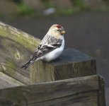 Arctic Redpoll 1. perched on post. Comp.jpg
