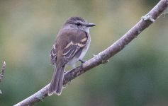 Bran-colored flycatcher2.jpg