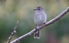 Bran-colored flycatcher.jpg