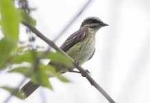 Piratic flycatcher.jpg