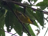 Thick-billed Euphonia-.jpg