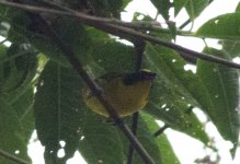 Thick-billed Euphonia-2.jpg