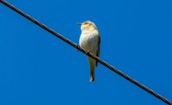 160601-IMG_3432-mull-willow warbler.jpg