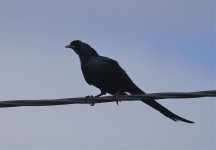 bristle crowned starling.jpg