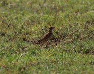 somali short toed lark.jpg