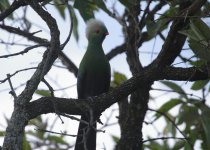 prince ruspolis turaco2.jpg