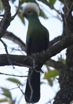 prince ruspolis turaco full bird.jpg