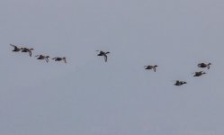 Red crested pochard Lesvos 031218 photo Giorgis Laskaridis‎ 3.JPG