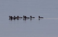 Red crested pochard Lesvos 031218 photo Giorgis Laskaridis‎ 1.JPG