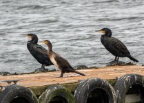 Shag & Cormorant 3.jpg