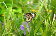 42  Danaus genutia  sri nak Tailandia - copia.JPG