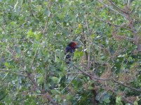 black billed barbet.jpg