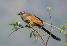 white browed coucal.jpg