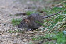 20190105 (45)_Brown_Rat.JPG