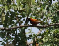 chestnut weaver.jpg