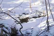 DSC03341 Eurasian Woodcock @ Onuma.jpg