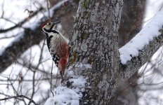 DSC03300 White-backed Woodpecker @ Onuma.jpg