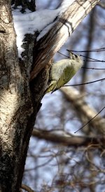 DSC03339 Grey-headed Woodpecker @ Onuma.jpg