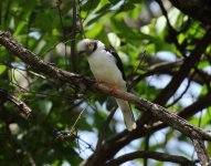 white crested helmetshrike.jpg