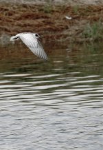 DSC02362 Whiskered Tern @ San Tin.jpg