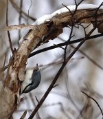 DSC03365 Eurasin Nuthatch @ Onuma.jpg