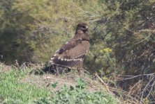 Lesser spotted eagle Tsiknias River mouth 071018 photo by Giorgis Laskaridis.JPG