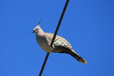 Crested Pigeon au 1.jpg