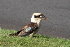 Laughing Kookaburra au 2.jpg