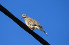 Spotted Turtle-Dove au 1.jpg