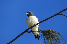 White-breasted Wood-Swallow au 1.jpg