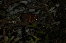 Lemuroid Ringtail Possum au 3.jpg