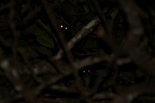 Lemuroid Ringtail Possum au 4.jpg