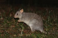 Northern Bettong au 1.jpg