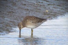 LB dowitcher dundalk 250207 (1).JPG