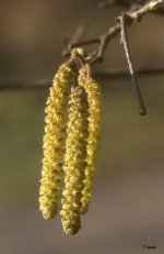 Hazel Catkins.jpg