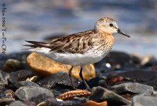 Red-necked Stint 1320.JPG