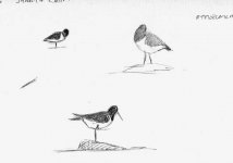 oystercatcher_sketch.jpg