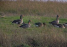 greylag lgreen 060107.JPG