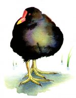 Miniprint---moorhen.jpg