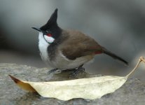 RWBulbul.JPG