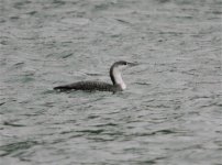 Red Throated Diver.jpg