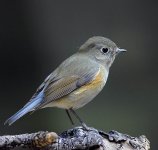 red flanked bluetail.fem_DSC0246.jpg