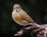 red-flanked bluetail.femDSCN8263.jpg