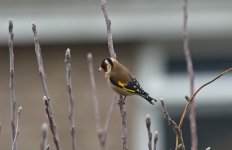 C Goldfinch 001.jpg