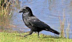 Carrion Crow 3.JPG