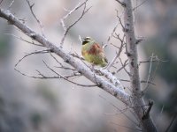 Cirl Bunting.jpg