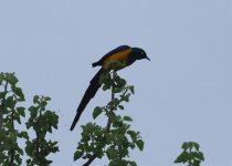 golden breasted starling.jpg