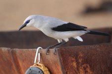 stresemans bushcrow near speaker.jpg