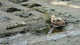 DSC02901 Common Snipe @ San Tin.jpg